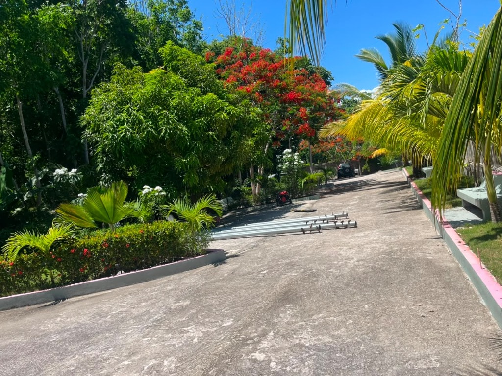 Tropical garden pathway with flamboyant tree and palm plants